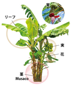 バナナの木