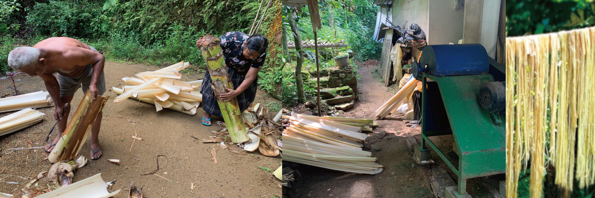 MUSACOの繊維抽出作業