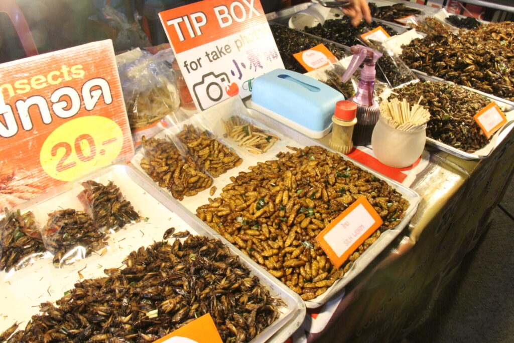 昆虫食のナイトマーケット