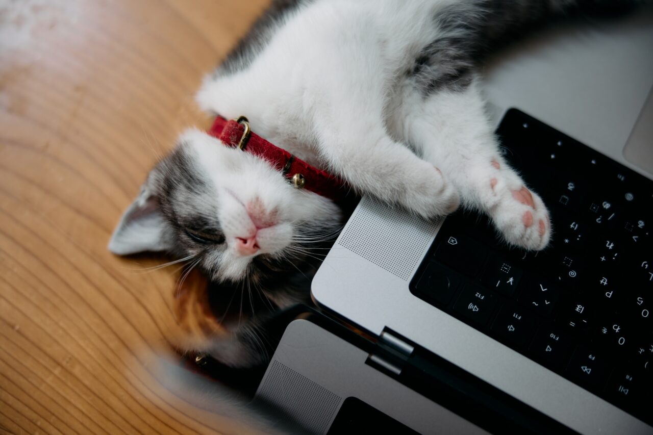パソコンの横で寝転がる猫