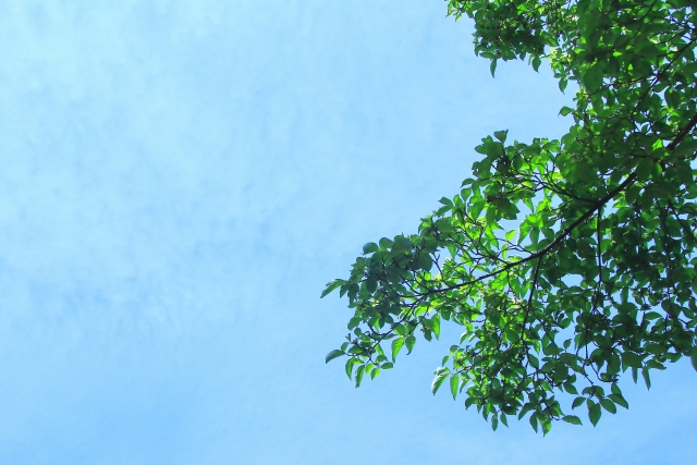 青空と樹木の葉