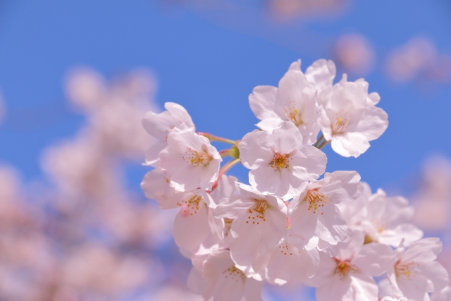 青空を背景にした桜の花