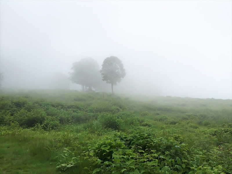 霧がたちこめた丘の上
