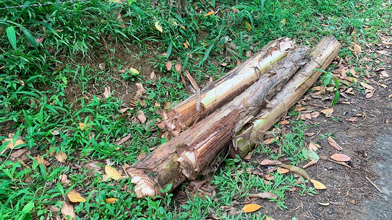 道端に置かれたバナナ茎